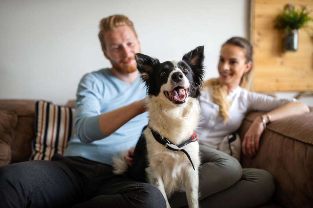 Posiadanie psa w domu.