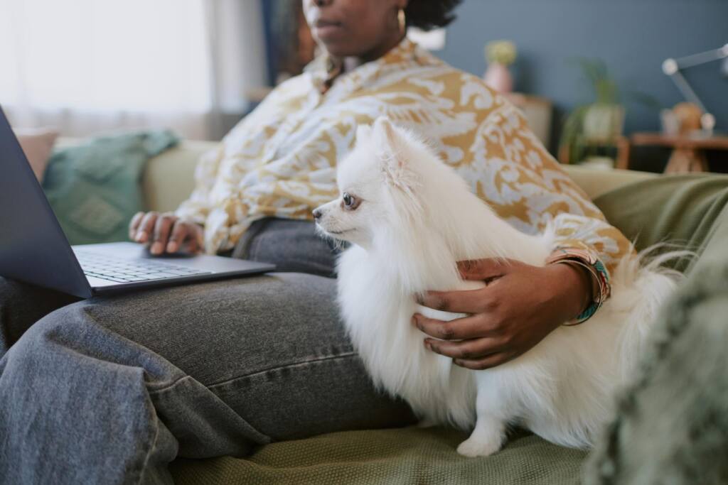 Domowy zwierzak domowy.